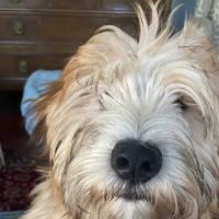 Wellesley Animal Hospital ico