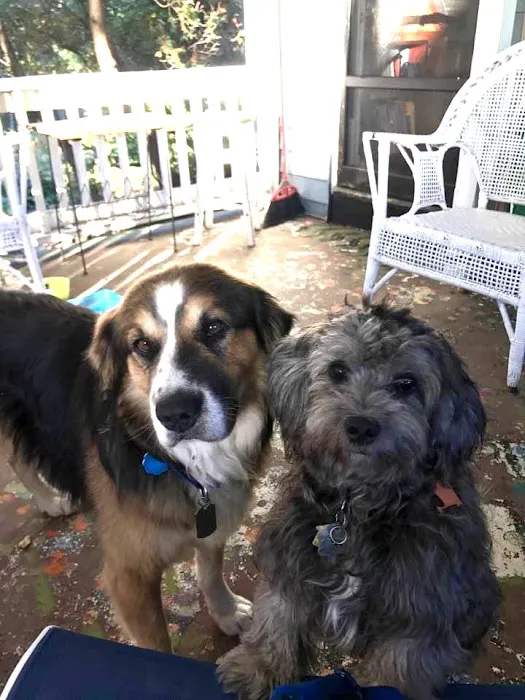 Wellesley Animal Hospital Picture 3