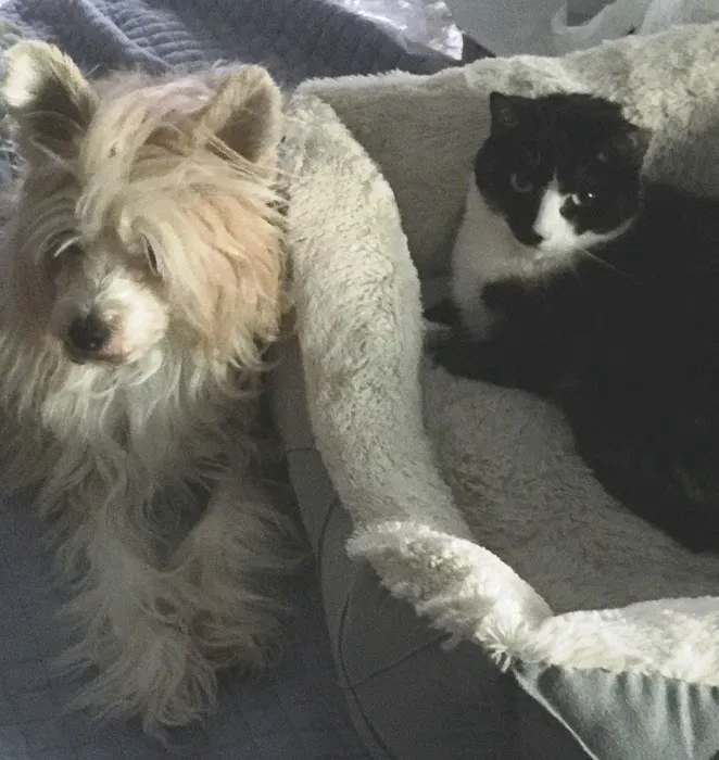 Wellesley Animal Hospital Picture 8