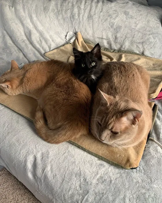 Wellesley Animal Hospital Picture 6