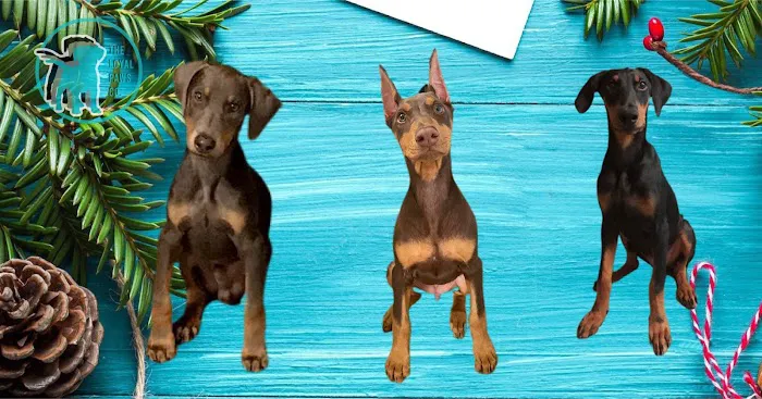 The Loyal Paws Picture 9