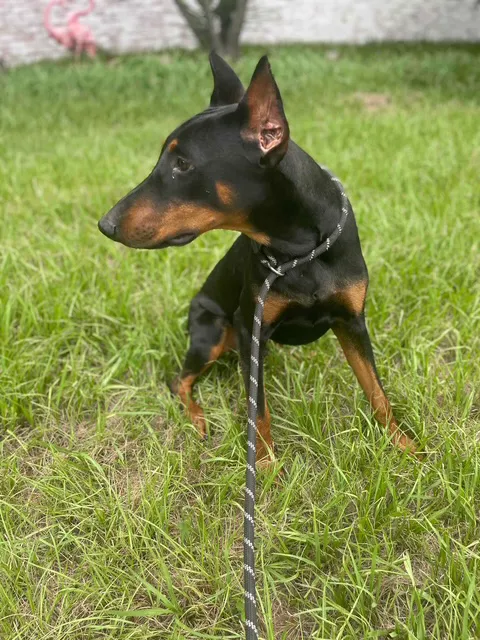 The Loyal Paws Picture 1