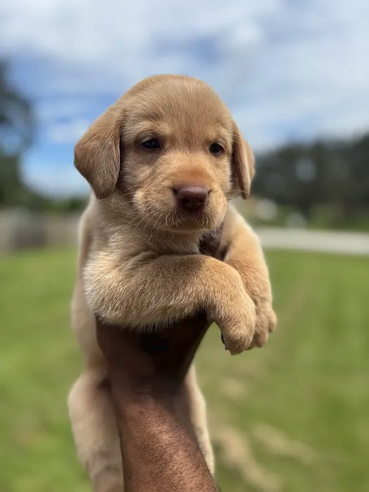 The Loyal Paws Picture 7