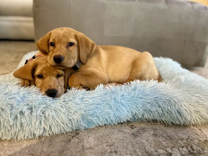 The Loyal Paws Picture 3