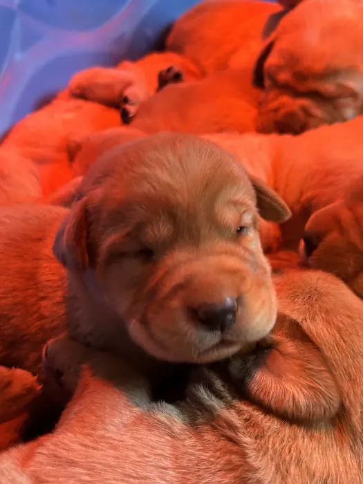 The Loyal Paws Picture 2