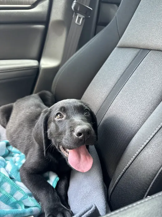 The Loyal Paws Picture 6