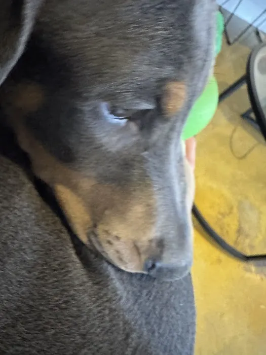 The Loyal Paws Picture 4