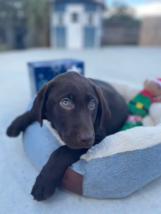 The Loyal Paws Picture 8