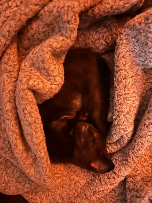 The First Place For Pets Picture 1