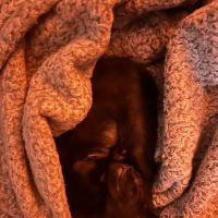 The First Place For Pets ico