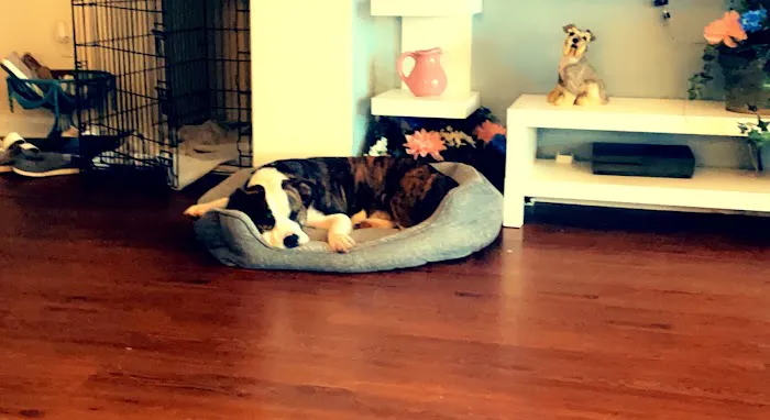 The First Place For Pets Picture 2