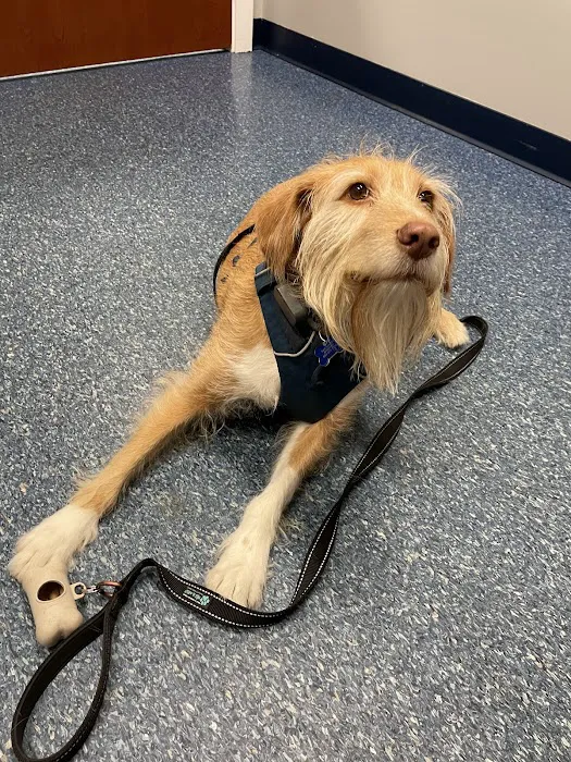 Ayer Animal Medical Center Picture 1