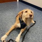 Ayer Animal Medical Center