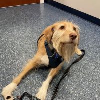 Ayer Animal Medical Center ico