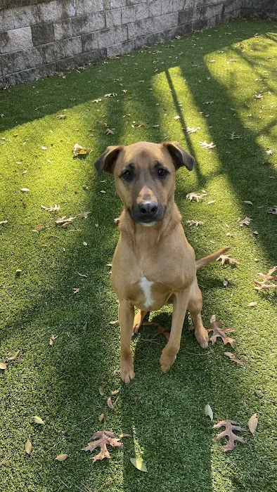 Ayer Animal Medical Center Picture 5