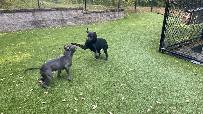 Ayer Animal Medical Center Picture 10