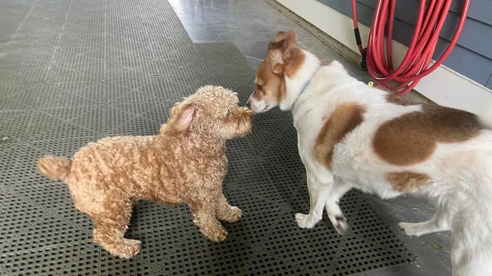 Ayer Animal Medical Center Picture 3