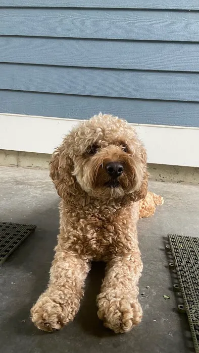 Ayer Animal Medical Center Picture 4