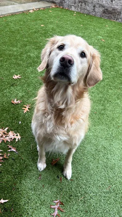 Ayer Animal Medical Center Picture 8