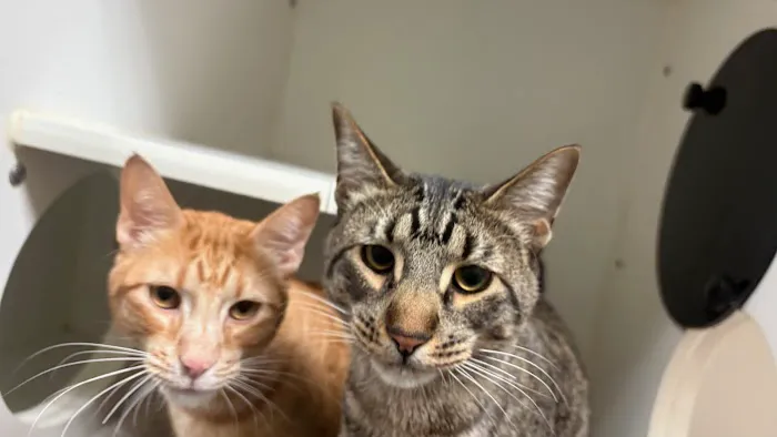 Ayer Animal Medical Center Picture 6