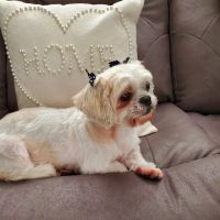 Shepherd Veterinary Clinic ico