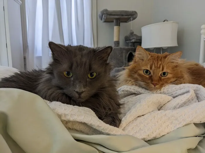 Shepherd Veterinary Clinic Picture 2