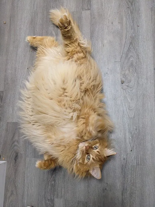 Shepherd Veterinary Clinic Picture 4