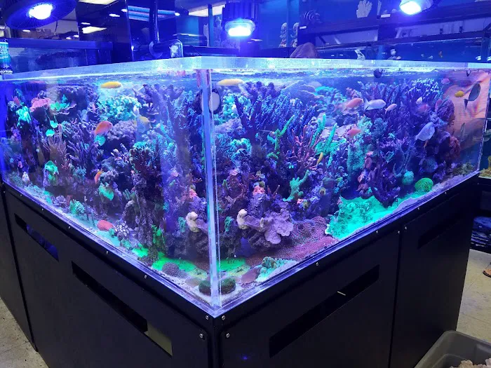 Creative Aquariums of Tampa Picture 7