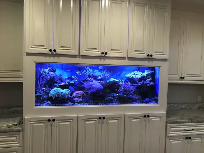 Creative Aquariums of Tampa Picture 8