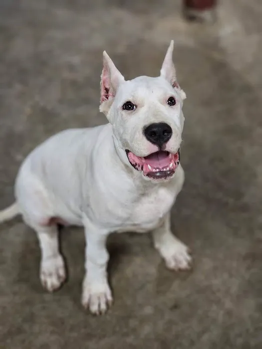 Harlem Valley Animal Clinic Picture 6