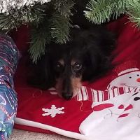 Harlem Valley Animal Clinic ico