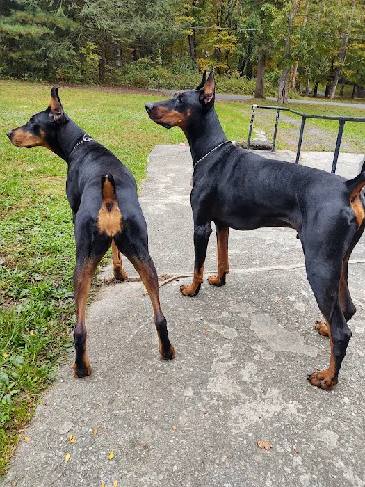 Harlem Valley Animal Clinic Picture 4