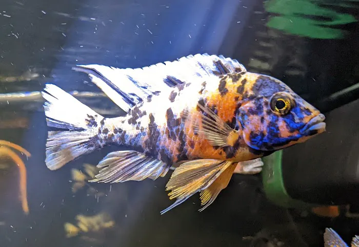 Tide & Stream Aquatics Picture 2