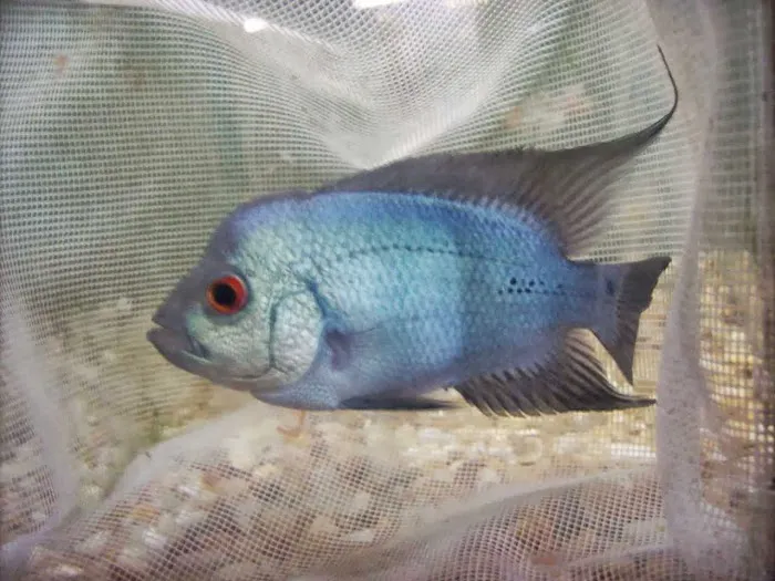 Tide & Stream Aquatics Picture 10