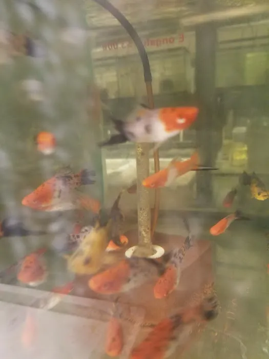 Tide & Stream Aquatics Picture 3