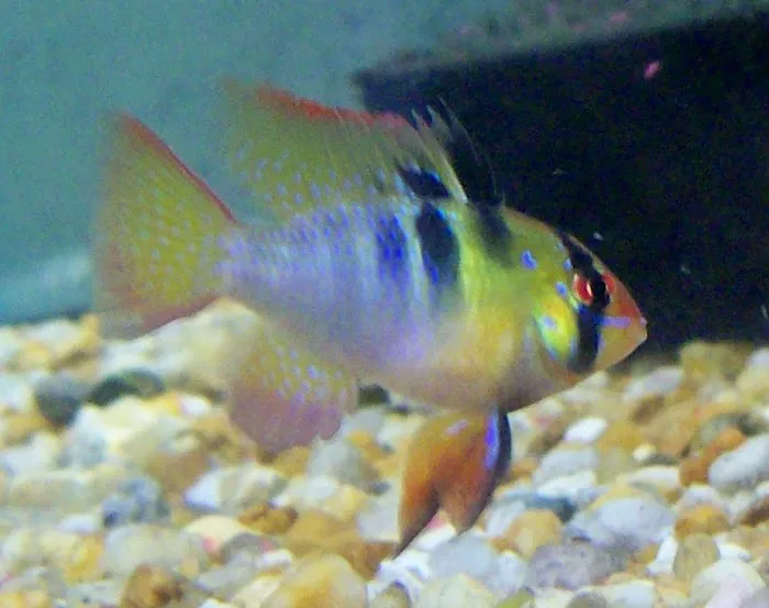 Tide & Stream Aquatics Picture 4