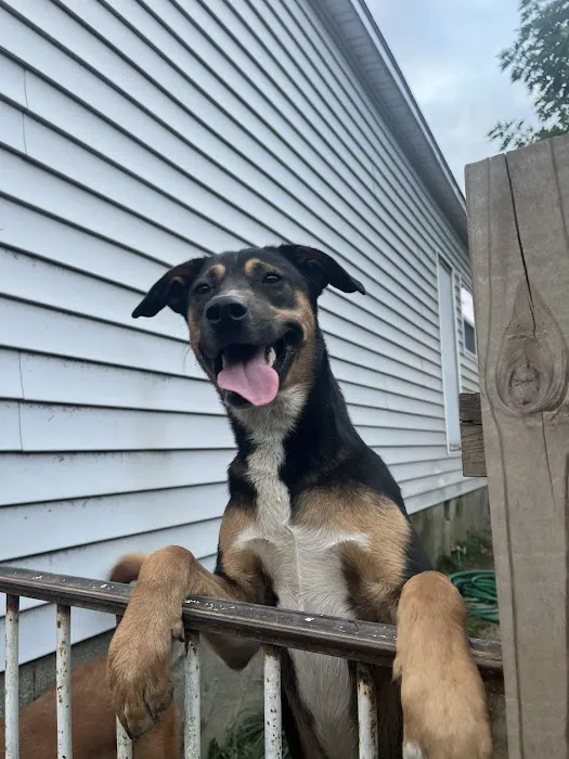 Center For Veterinary Care Picture 4