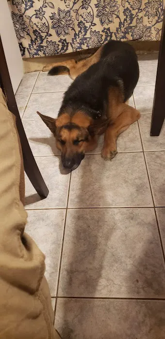 Center For Veterinary Care Picture 3