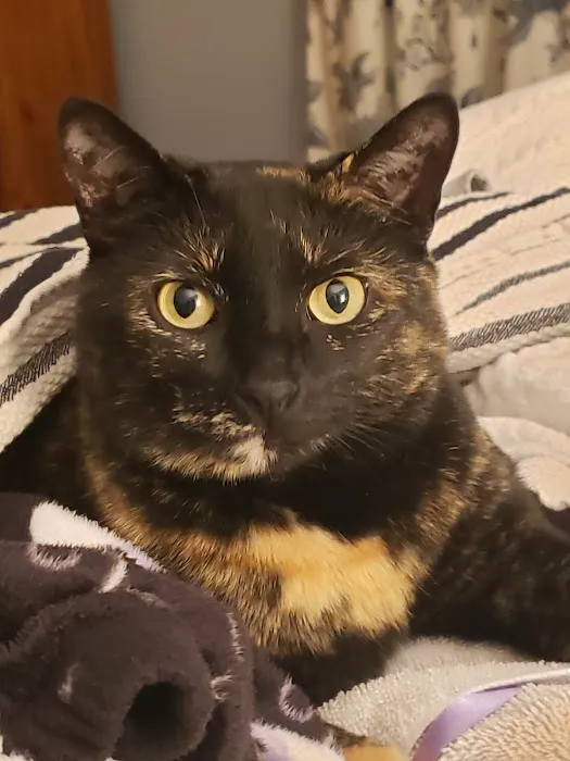 Center For Veterinary Care Picture 1