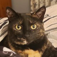 Center For Veterinary Care ico