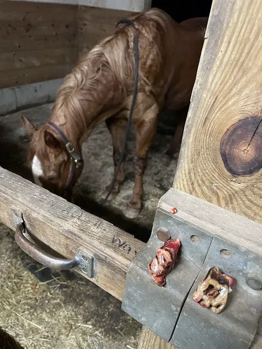 Millbrook Equine Veterinary Clinic, PC Picture 9