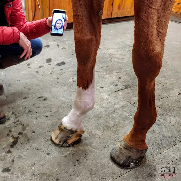 Millbrook Equine Veterinary Clinic, PC Picture 6