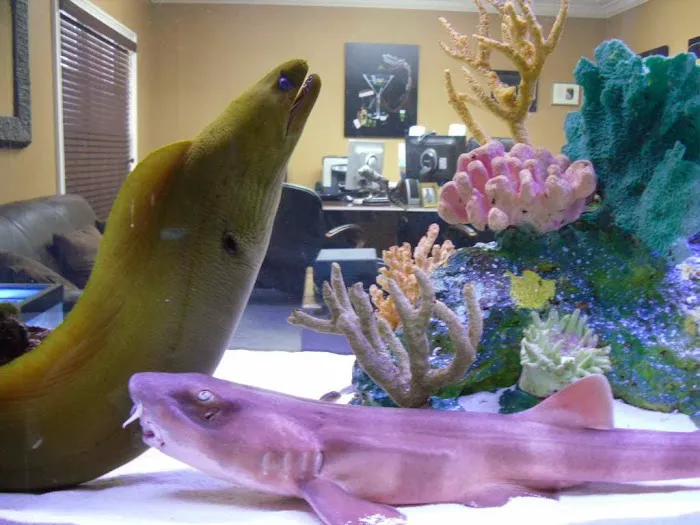 Creative Aquatics LLC Picture 7