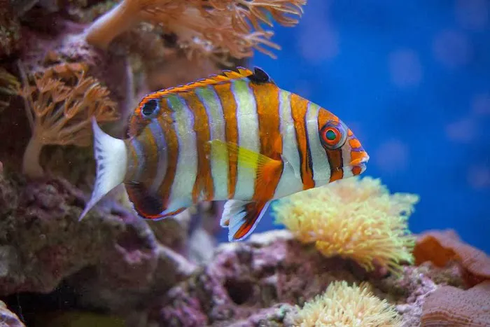 Creative Aquatics LLC Picture 1