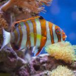 Creative Aquatics LLC