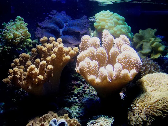 Creative Aquatics LLC Picture 9