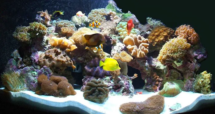 Creative Aquatics LLC Picture 6