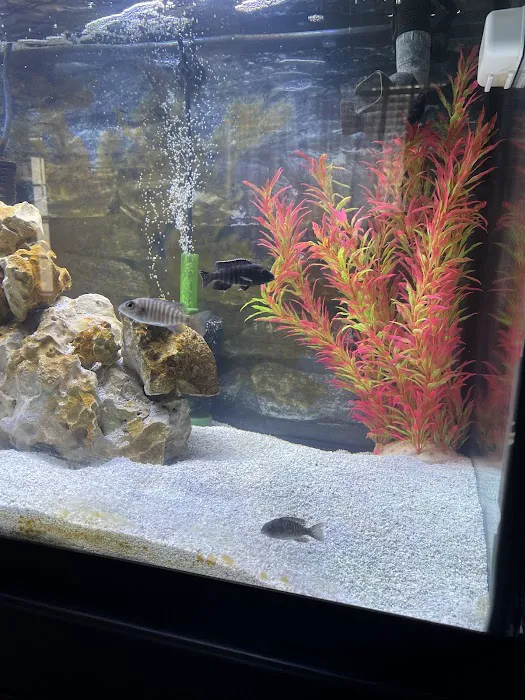 Tampa Bay Cichlids Picture 9