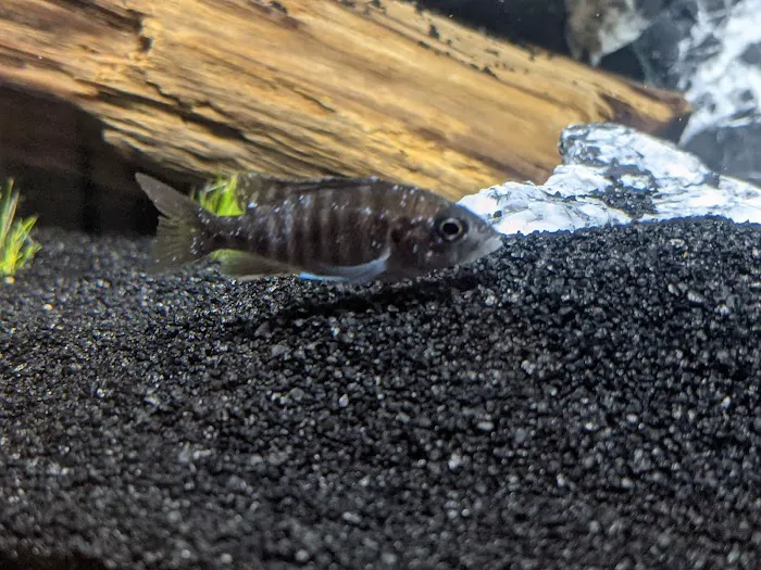 Tampa Bay Cichlids Picture 1