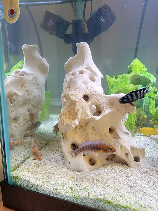 Tampa Bay Cichlids Picture 6